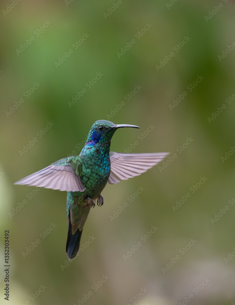 Obraz premium Lesser Violetear hummingbird in flight