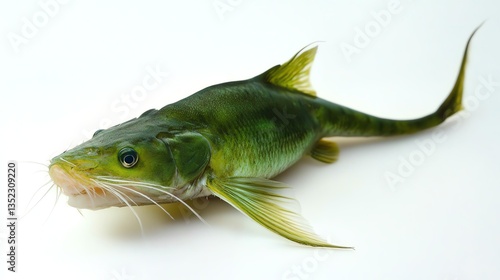 Green catfish on White background