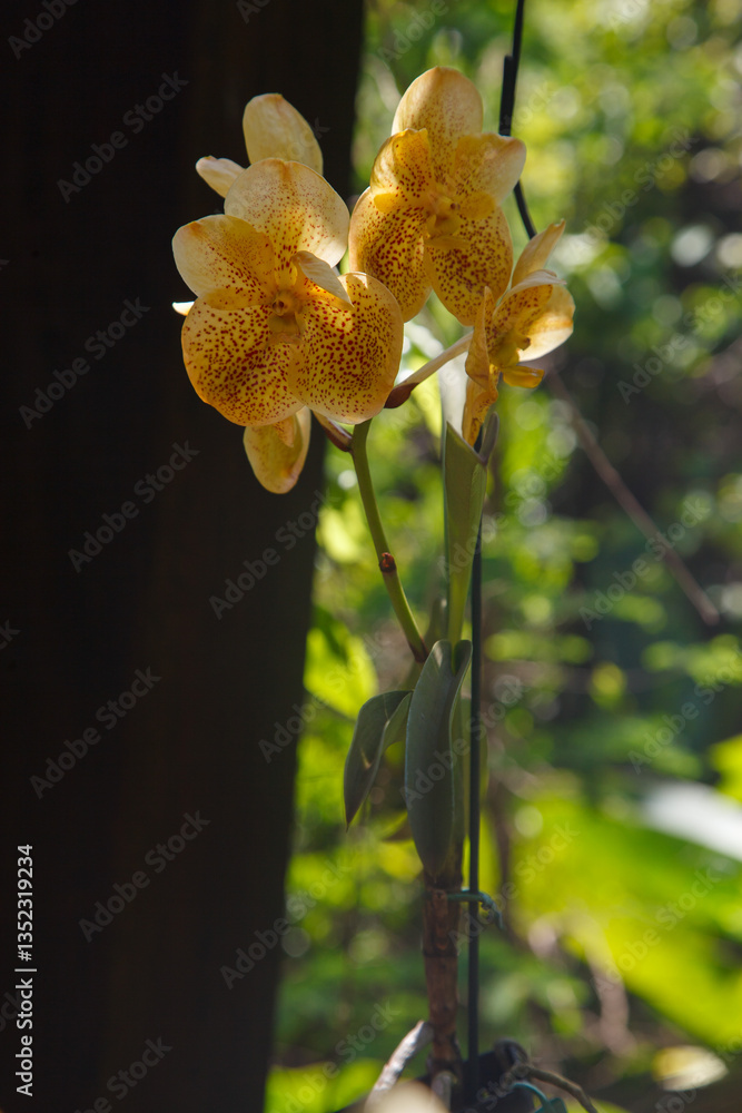 Vandario, orchidary garden in, Inhotim, Minas Gerais, Brazil.