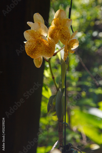 Obraz na płótnie Vandario, orchidary garden in, Inhotim, Minas Gerais, Brazil. w salonie