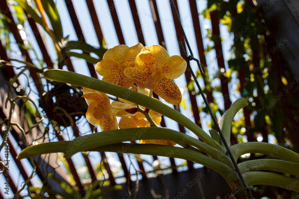 Vandario, orchidary garden in, Inhotim, Minas Gerais, Brazil.