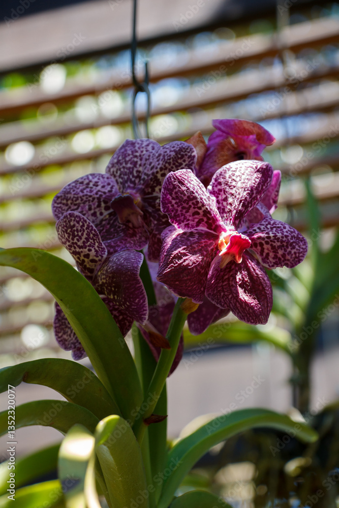 Vandario, orchidary garden in, Inhotim, Minas Gerais, Brazil.