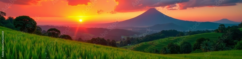 Obraz premium Vibrant orange sunset over lush rice fields and distant volcano, volcano, sunset, agriculture
