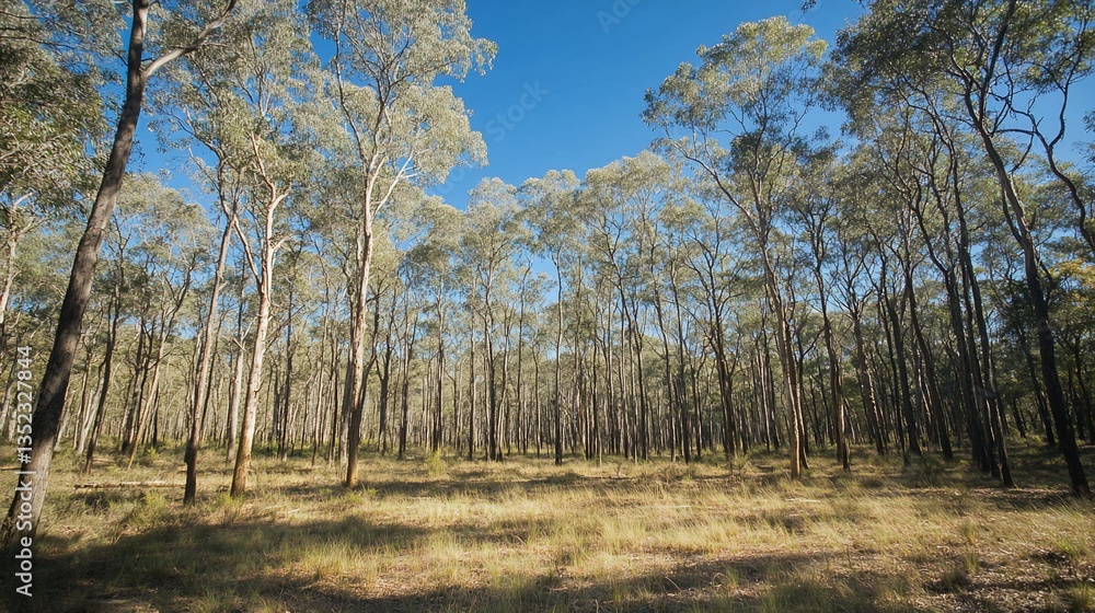 Serene Eucalyptus Forest Landscape under a Clear Blue Sky in Australia Serene Eucalyptus Forest Landscape under a Clear Blue Sky in Australia