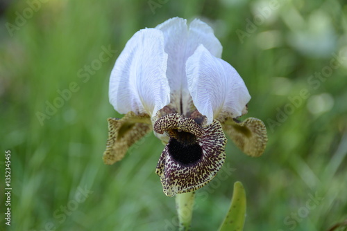 Iris bismarckiana
