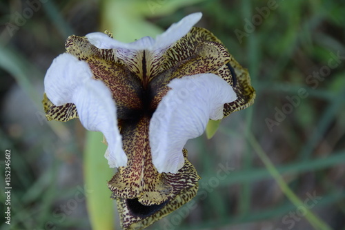 Iris bismarckiana