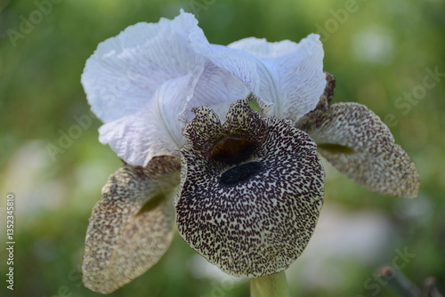 Iris bismarckiana