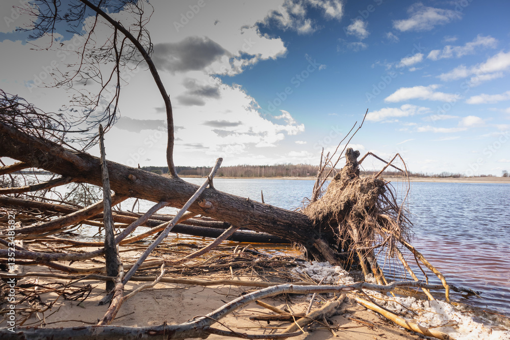 dry tree branches and roots at the water's edge.
dry tree branches and roots at the water's edge.