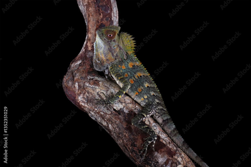 Forest dragon lizard isolated on black background, beautiful spike and skin lizard