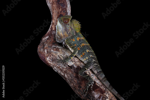 Obraz na płótnie Forest dragon lizard isolated on black background, beautiful spike and skin lizard w salonie