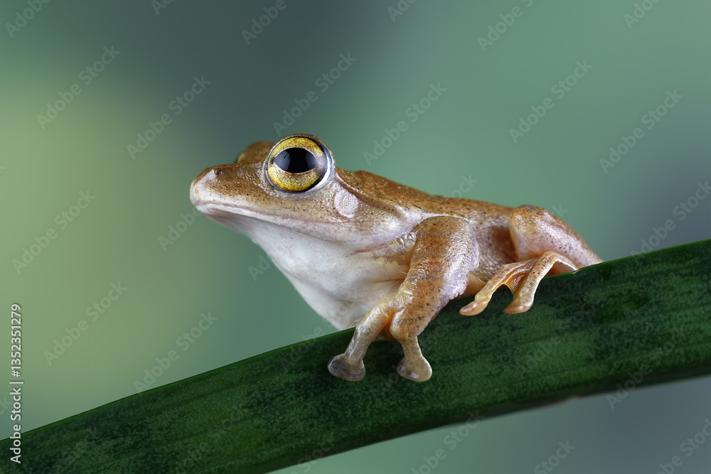 Java flying frog sitting on leaves, brown frog, Rhacophorus margaritifer