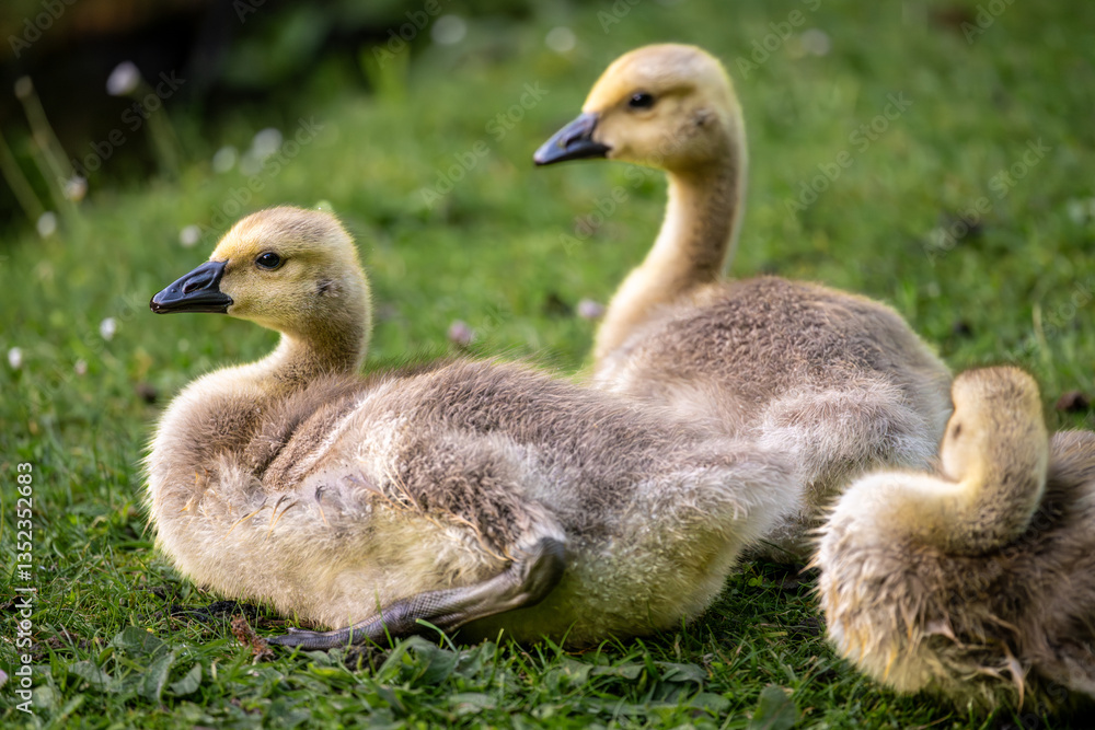 Three Canada goose goslings sitting on grass by a pond. Canada geese (Branta canadensis) in Kent, UK. Three Canada goose goslings sitting on grass by a pond. Canada geese (Branta canadensis) in Kent, UK.