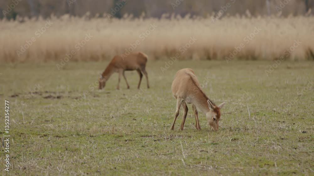 Two deer grazing in a grassy field with tall reeds in the background. Two deer grazing in a grassy field with tall reeds in the background.