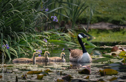 Canada goose family with one adult bird and three goslings swimming on a pond with reeds and lily pads. Canada geese (Branta canadensis) in Kent, UK.