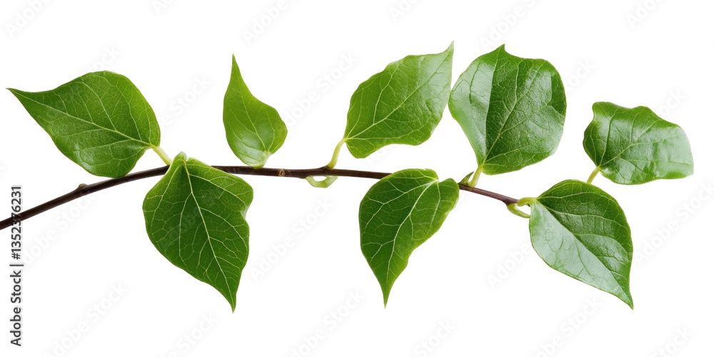 Fototapeta premium green leaves on white background