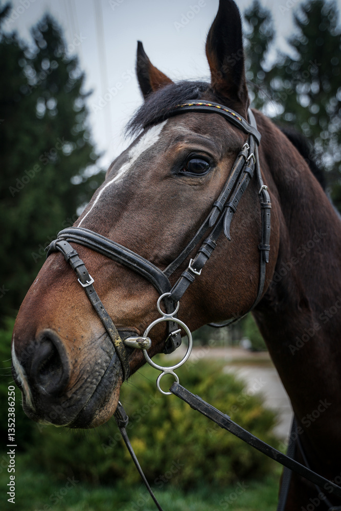 Fototapeta premium Portret Konia