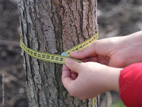 Fototapete A woman measuring the circumference of a tree with a tape measure
