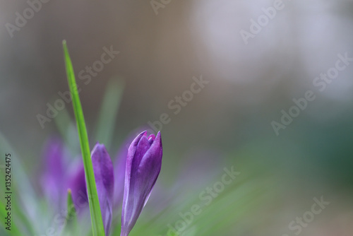 Meadow with purple crocuses in winter, buds of crocuses bokeh, still closed purple flowers, harbingers of spring, early bloomers, green background, blades of grass
