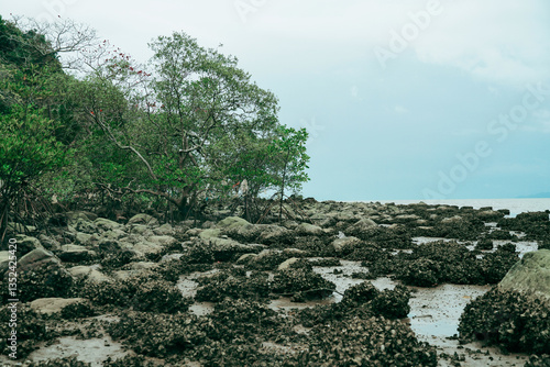 oyster on the reef at the beach, Oysters in a sea at nature habitat, Oyster rocks in the sea in the sun, Natural oysters perched on the rocks in the sea, Thailand