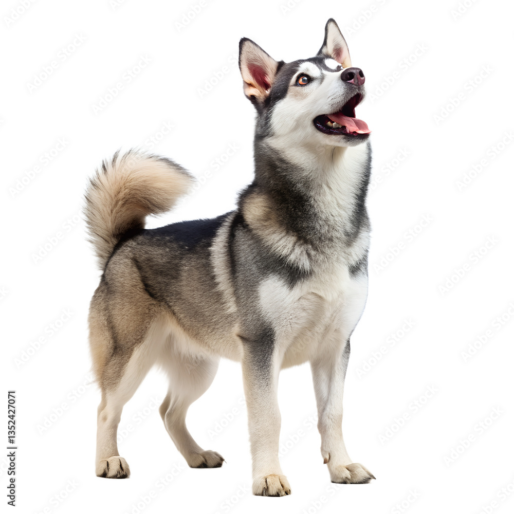 Realistic-close-up-photo-full-body-of Alaskan-klee Dog Photo Transparent PNG Background Realistic-close-up-photo-full-body-of Alaskan-klee Dog Photo Transparent PNG Background