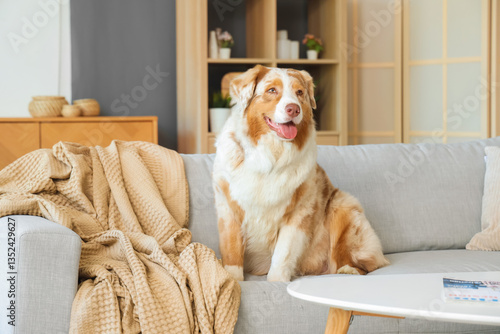 Adorable Australian Shepher...