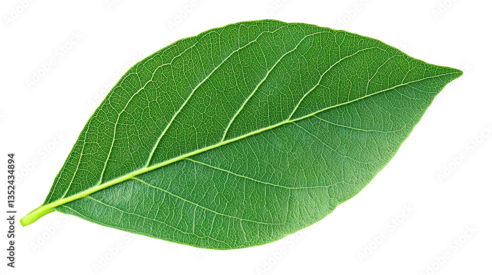 Close-up of a Vibrant Green Leaf Close-up of a Vibrant Green Leaf