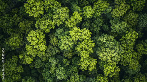 Lush green forest canopy viewed from above during a bright sunny day