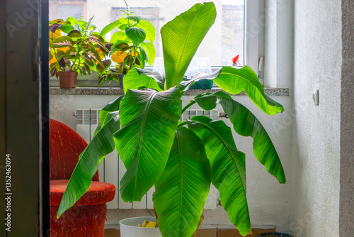 large banana tree musa basjoo in home conditions