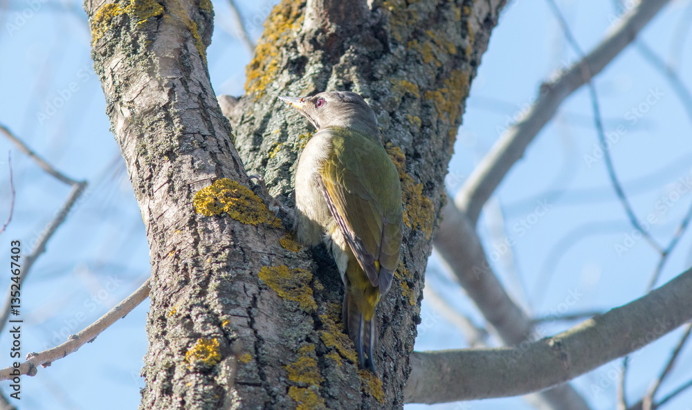 squirrel on a branch squirrel on a branch