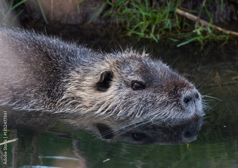 Nutria- Porträt Nutria- Porträt