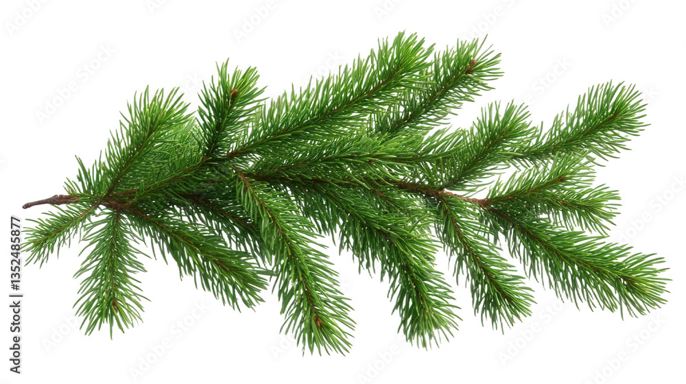 Obraz premium christmas tree branch