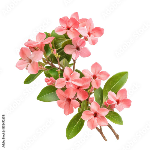 Bouvardia isolated on white background