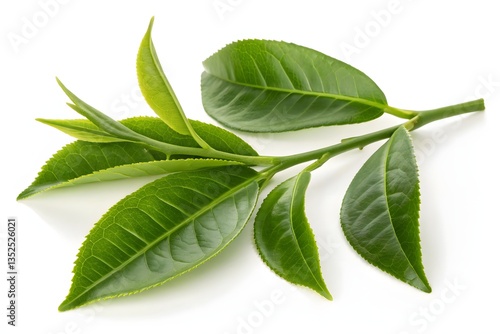 Fresh green plant leaves isolated on white, a spring macro of nature's growth