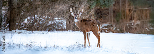 White-tailed deer buck (odocoileus virginianus) standing in a Wisconsin field in January