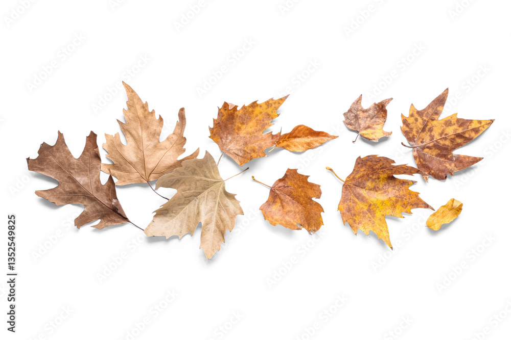 Composition with dried autumn leaves isolated on white background Composition with dried autumn leaves isolated on white background