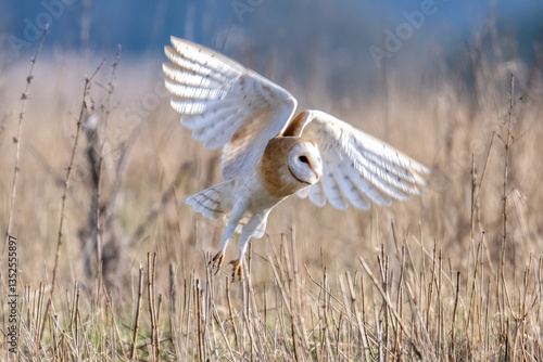 Barn Owl (Tyto alba) in flight on a sunny afternoon