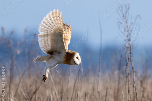 Barn Owl (Tyto alba) in flight on a sunny afternoon
