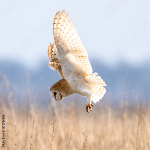 Barn Owl (Tyto alba) in flight on a sunny afternoon