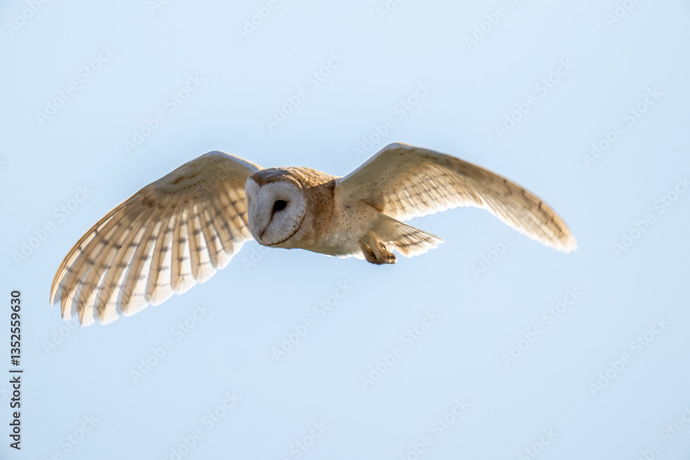 Fototapeta premium Barn Owl (Tyto alba) in flight on a sunny afternoon