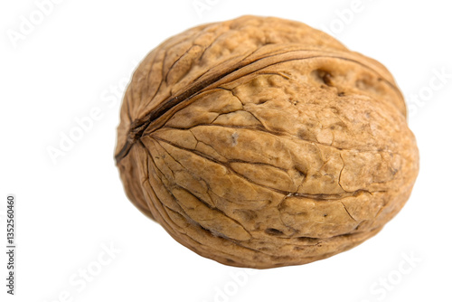 Natural Walnut with Detailed Shell Texture on Light Backdrop.