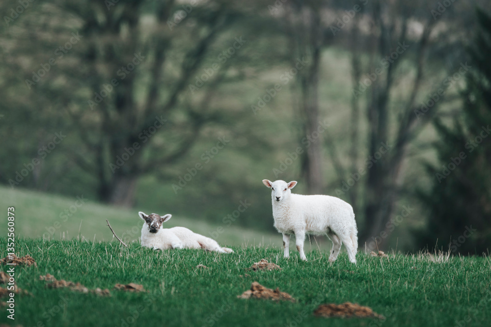 lambs on the meadow lambs on the meadow