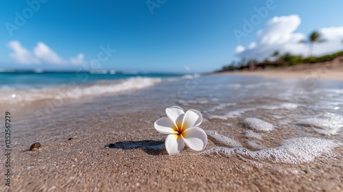 A single plumeria flower lies on wet sand as gentle ocean waves approach on a sunny beach.