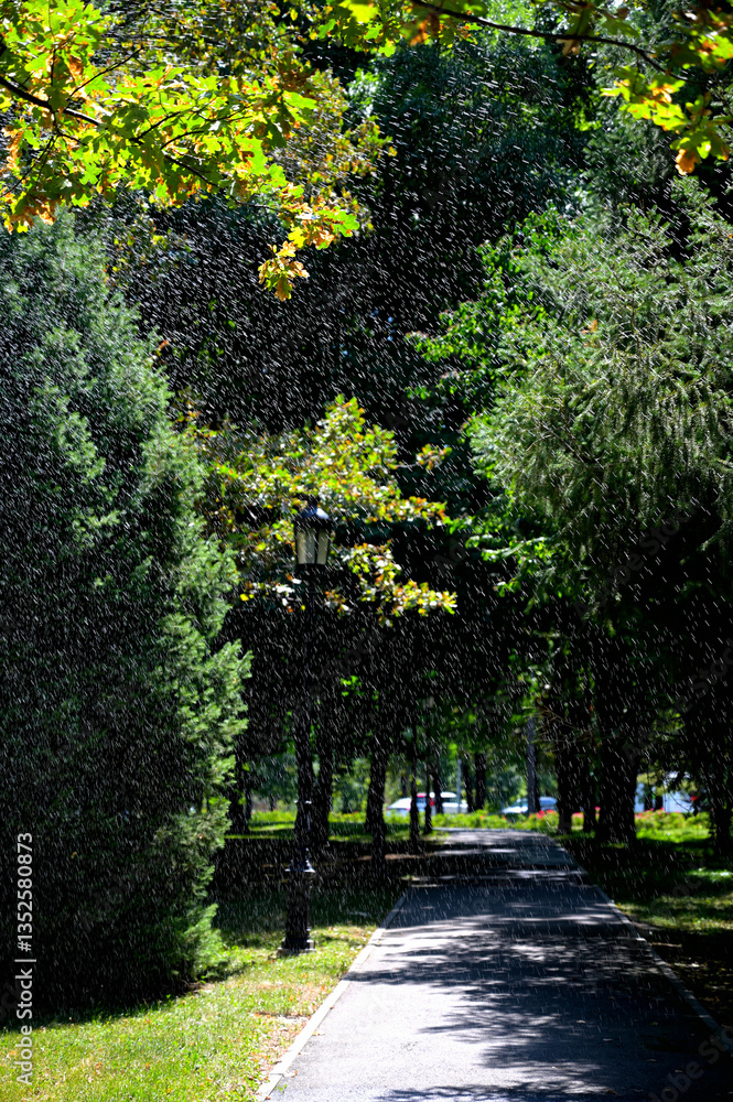 Sunny day in the park. Water droplets light by sun on green foliage background. Park pathway in perspective.