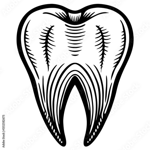 a detailed black and white illustration of a molar tooth, ideal for dental or medical themed content. The illustration showcases the intricate details of a molar