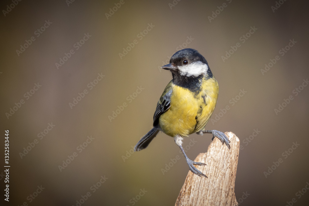 Naklejka premium a close up portrait of a great tit, Parus major, as it perches on an old tree stump. A clear background adds an emphasis on the bird