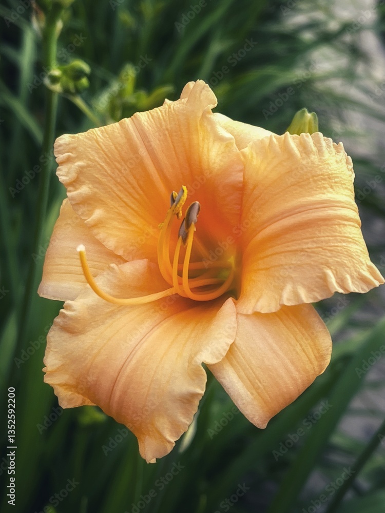 Fototapeta premium orange lily flower