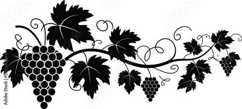 Vineyard Grapevine Vector Silhouette, Grape Vines Decorative Art.