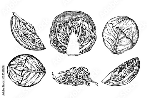 Cabbage sketch outline illustration set. Red cabbage simple doodle drawing in engraving style. Hand drawn vector line art clipart isolated on white background