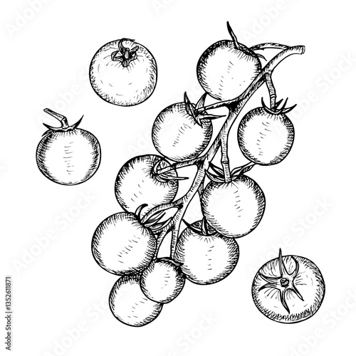 Tomato sketch outline illustration set. Cherry tomato simple doodle drawing in engraving style. Hand drawn vector line art clipart isolated on white background
