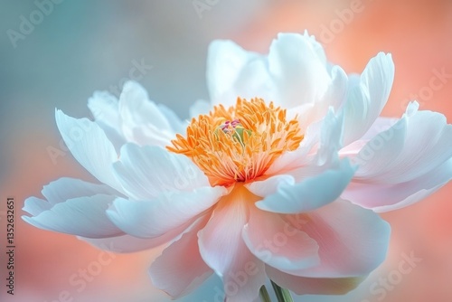 Fototapeta Naklejka Na Ścianę i Meble -  Close-up of a delicate, pale pink and white peony flower with a vibrant orange center, showcasing its soft petals and intricate details.